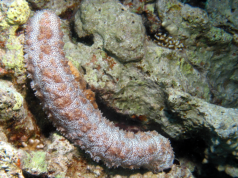 Plongée n° 15