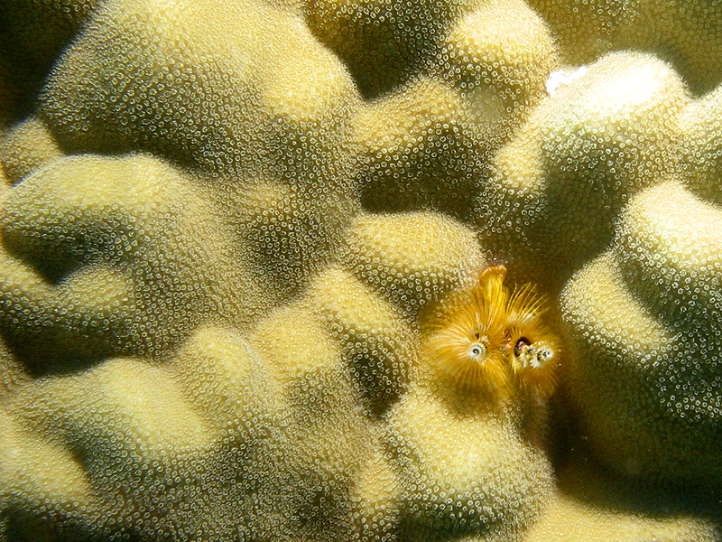 Plongée n° 15