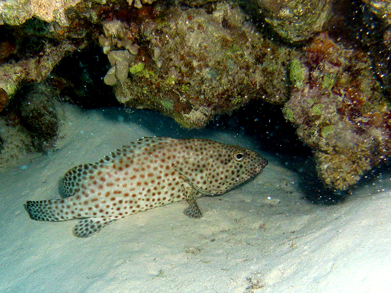 Plongée n° 15