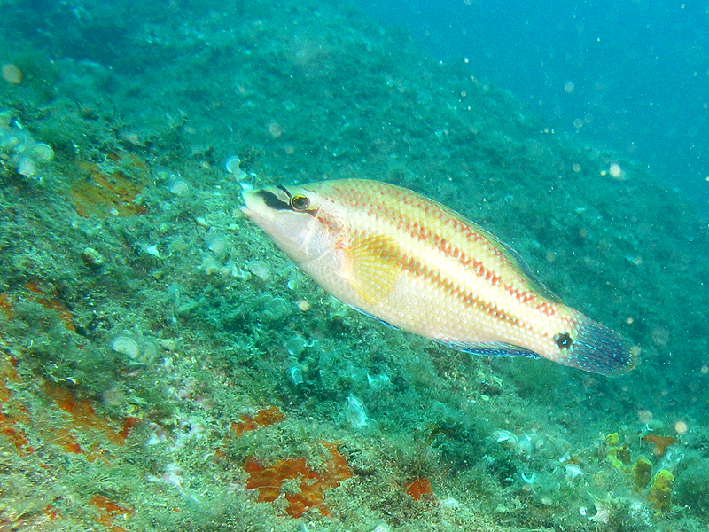 Banyuls - photo n° 20