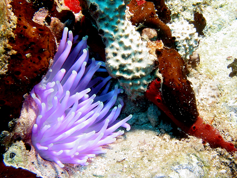 Guadeloupe - photo n° 36