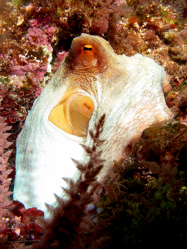 Estartit - Poulpe