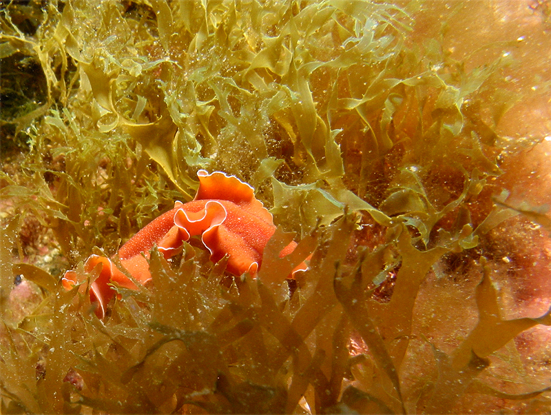 Llança - Ver plat orange