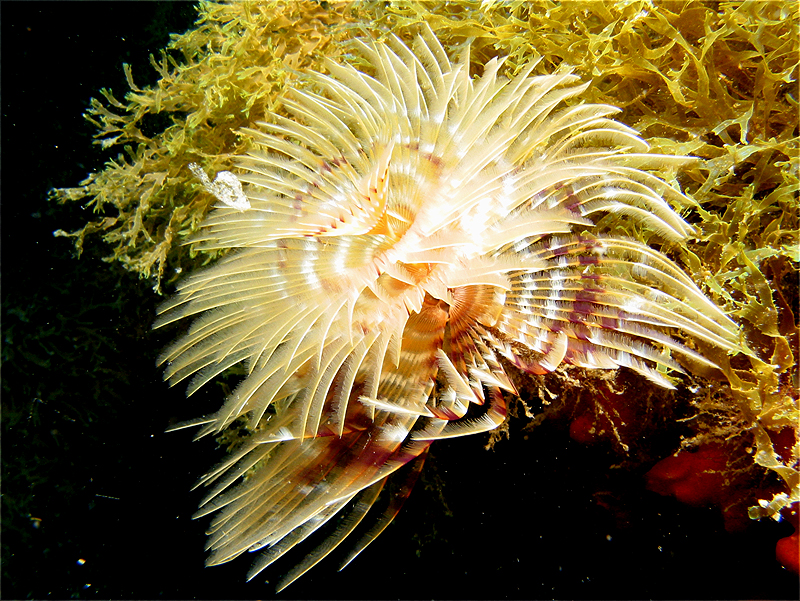 Llança - Spirographe