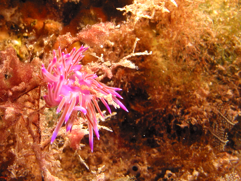 Banyuls - Flabelline