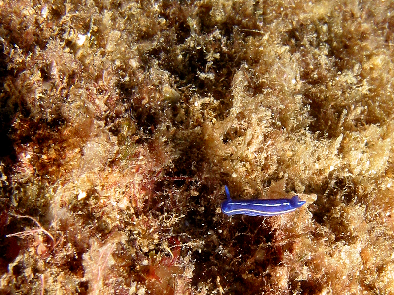 Banyuls - Doris tricolore