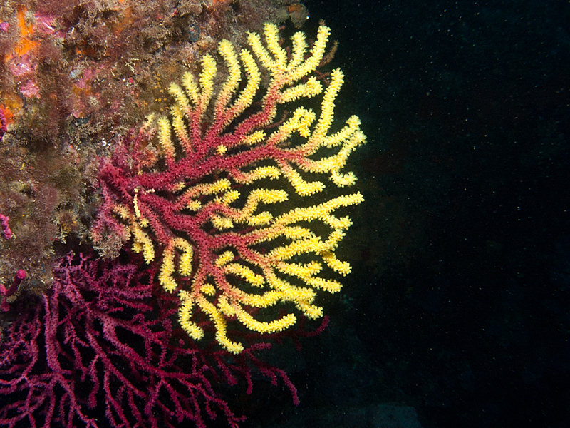Llança - Gorgonne pourpre