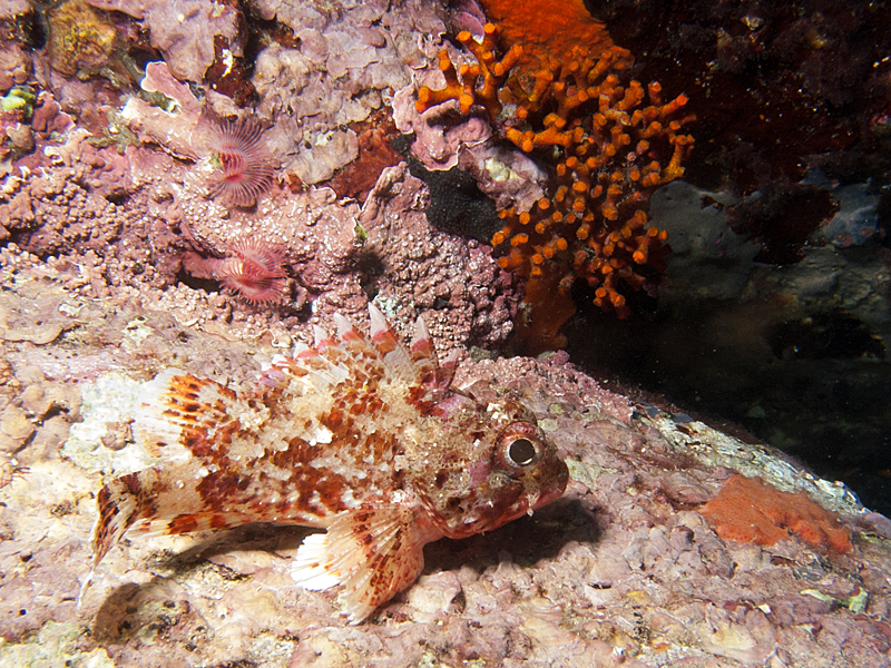Llança - Rascasse et faux corail
