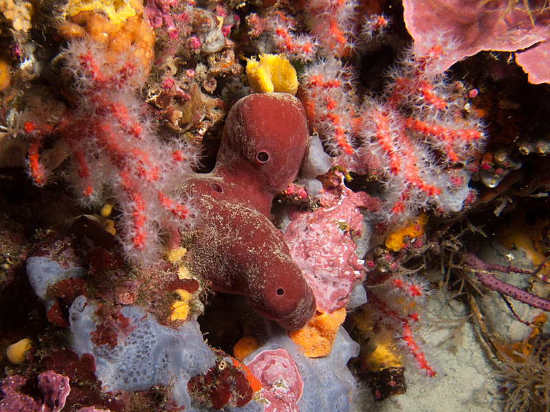 Llança - Corail rouge et éponge pierre