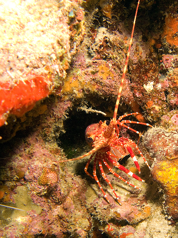 Guadeloupe - Langouste