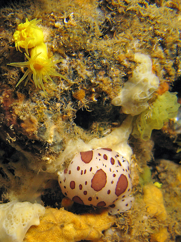 Estartit - Doris dalmatien et corail jaune solitaire