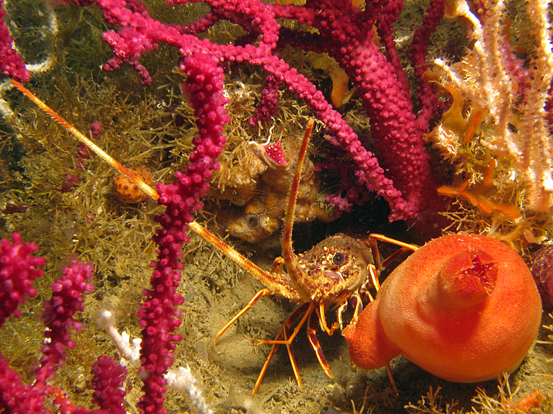 Llança - Langouste, gorgone rouge et ascidie rouge