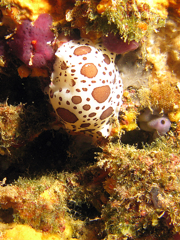 Estartit - Doris dalmatien