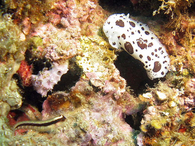 Estartit - Doris dalmatien