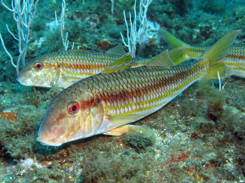 Estartit - Rougets de roche