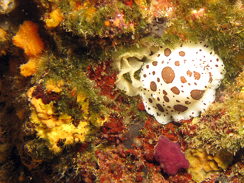 Estartit - Doris dalmatien et ponte de limace