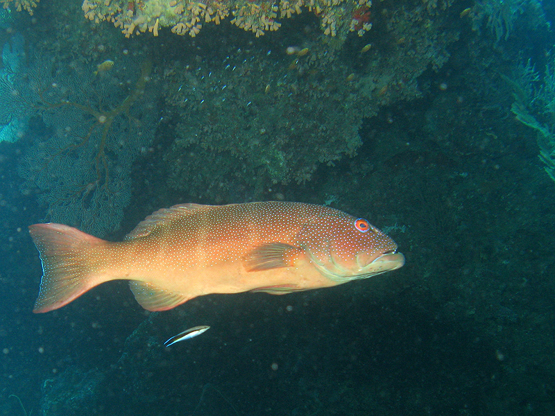 Hienghène