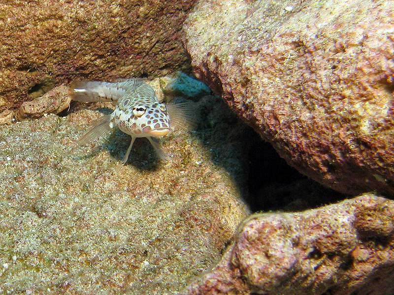 Nouméa