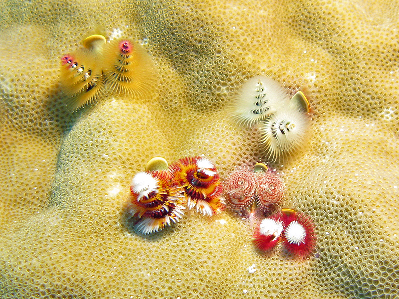 Nouméa