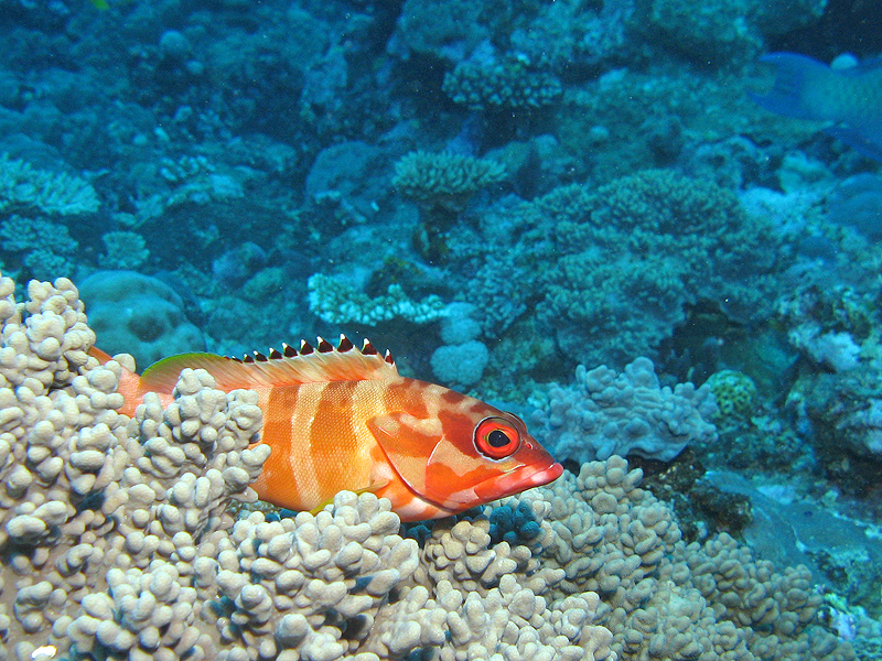 Nouméa