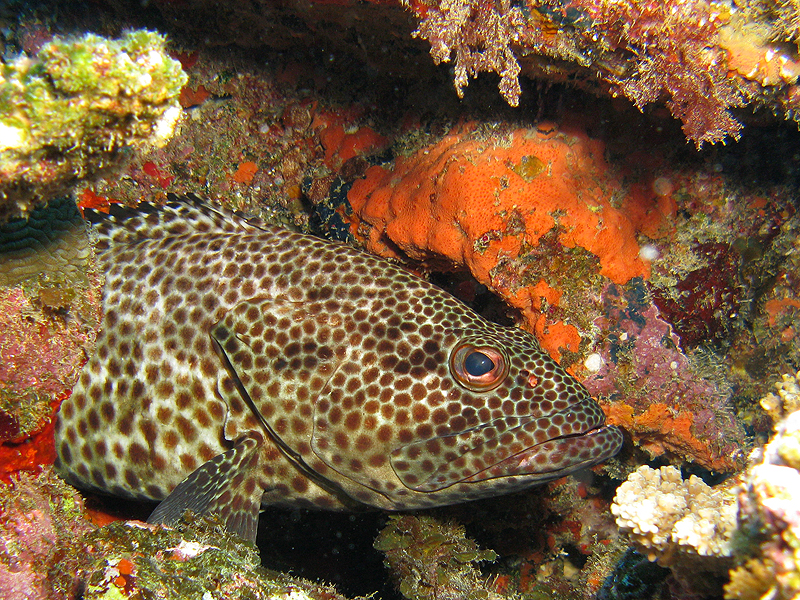 Nouméa