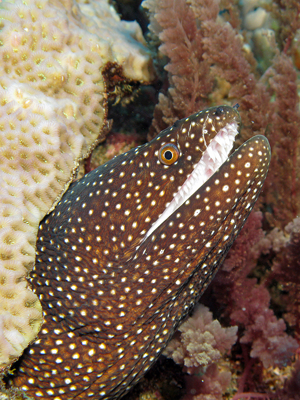 Nouméa