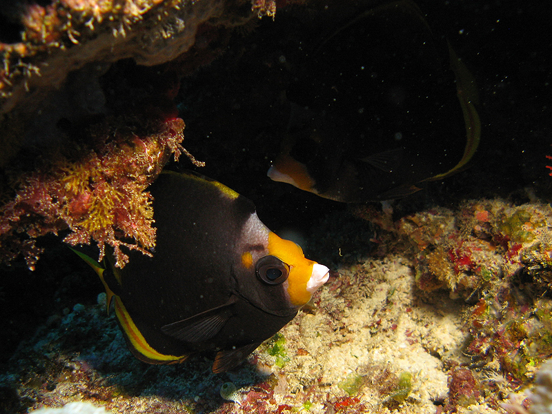 Nouméa