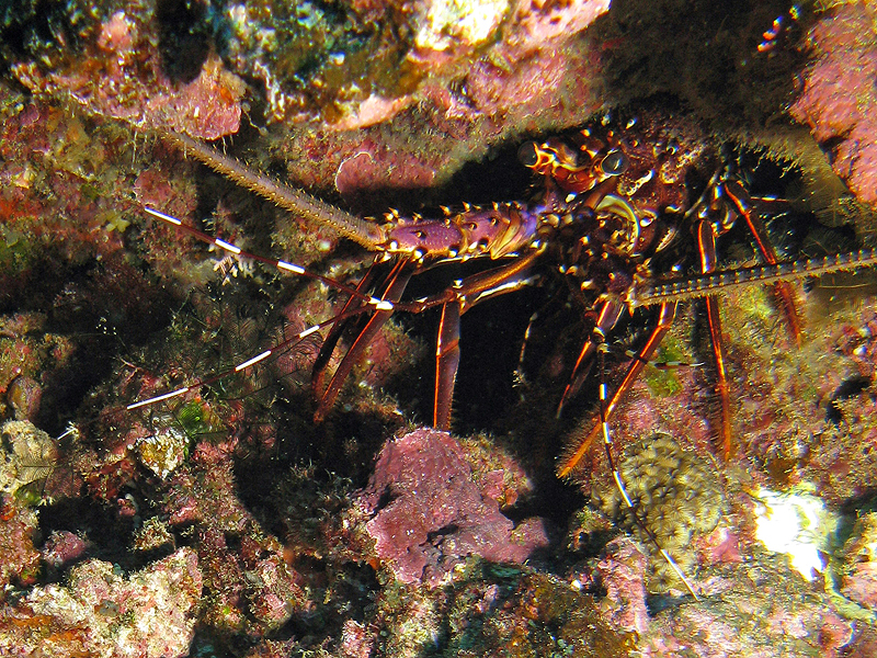 Nouméa