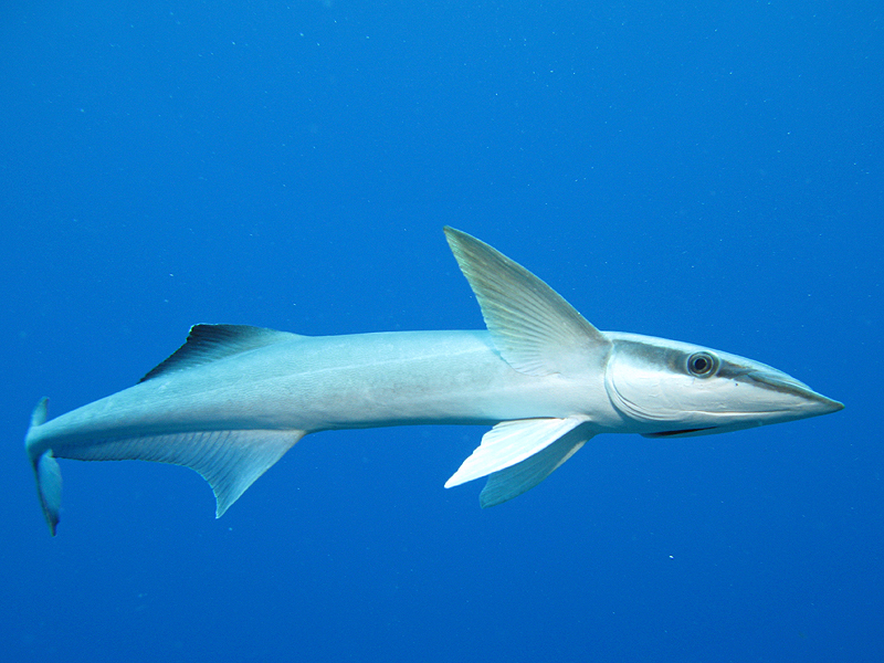 Nouméa