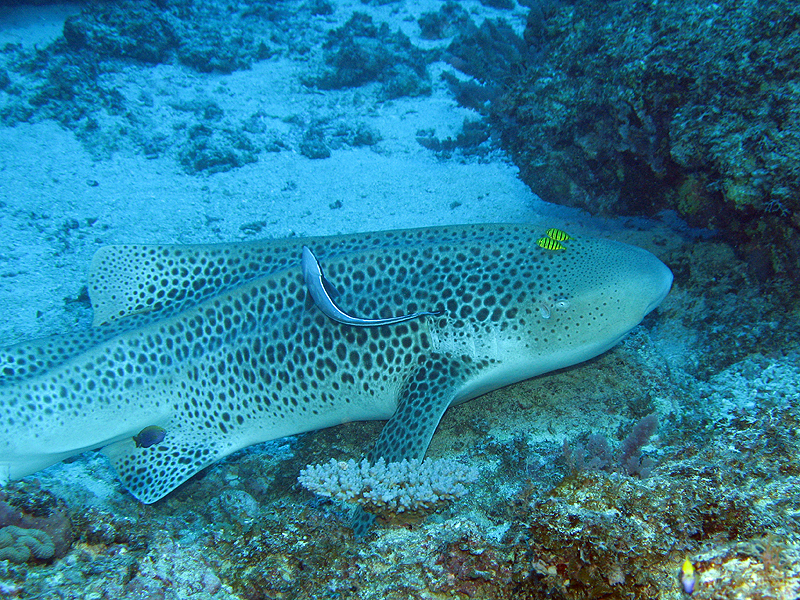 Nouméa