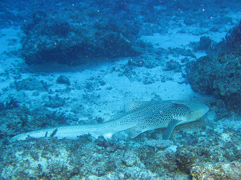 Nouméa