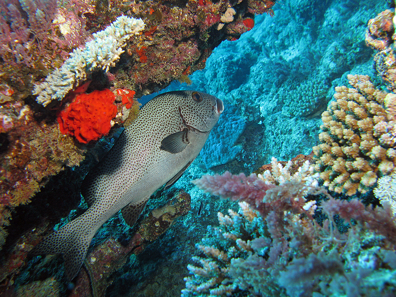 Nouméa