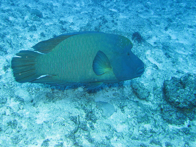 Nouméa