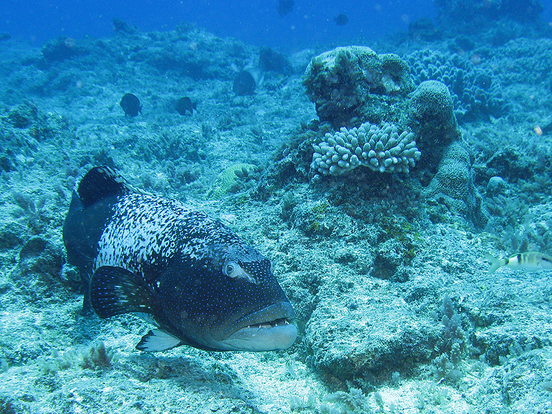 Nouméa