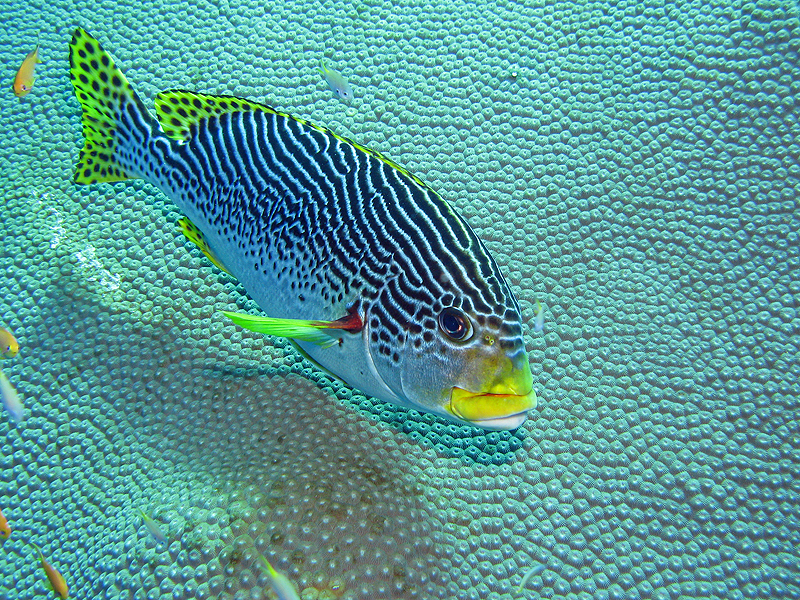 Nouméa