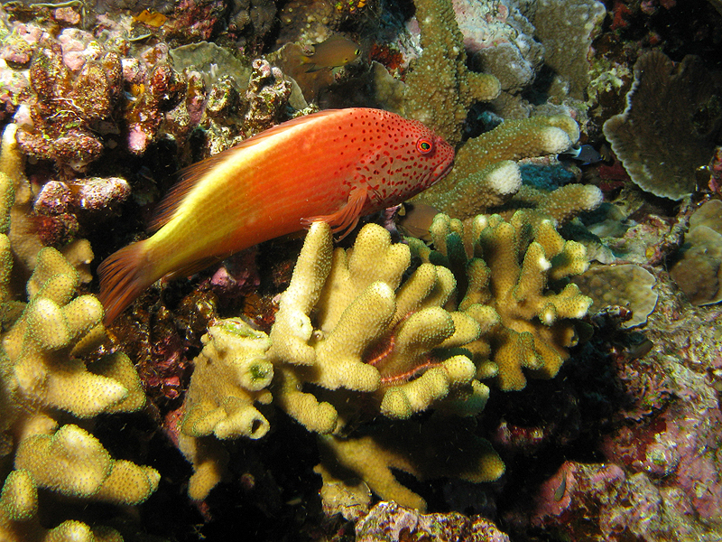 Lifou