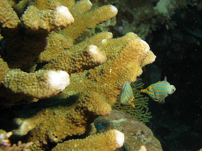 Lifou