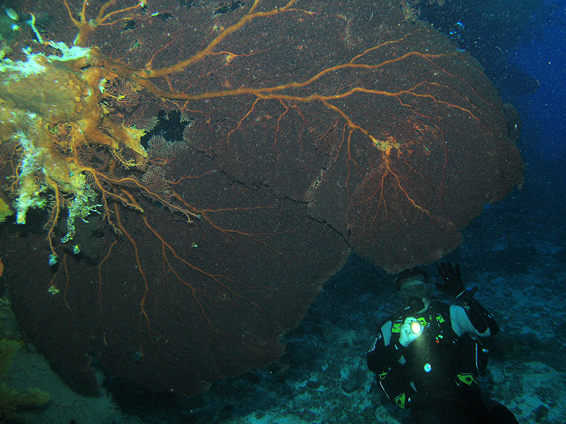 Lifou
