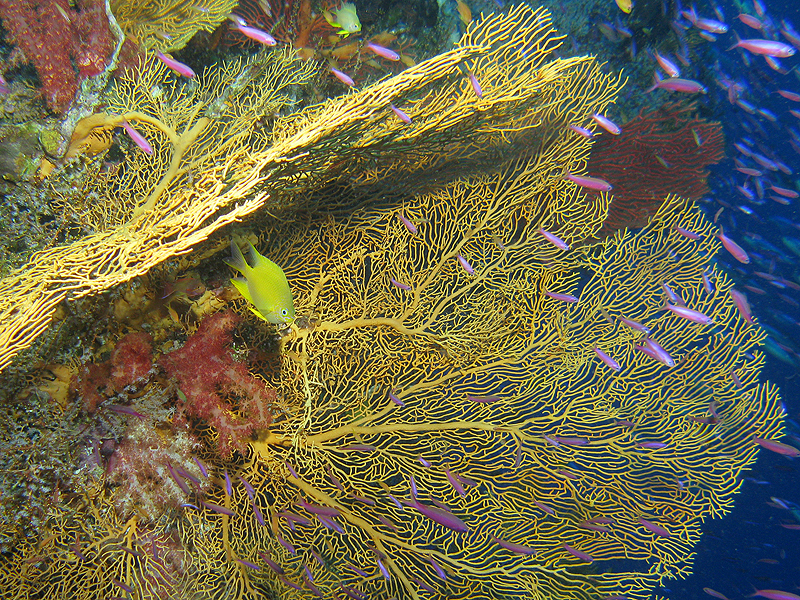 Lifou
