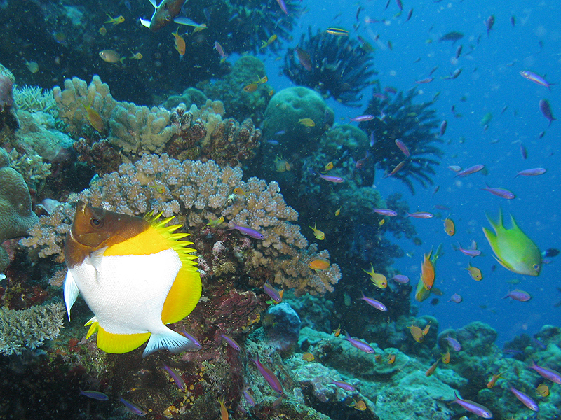 Lifou