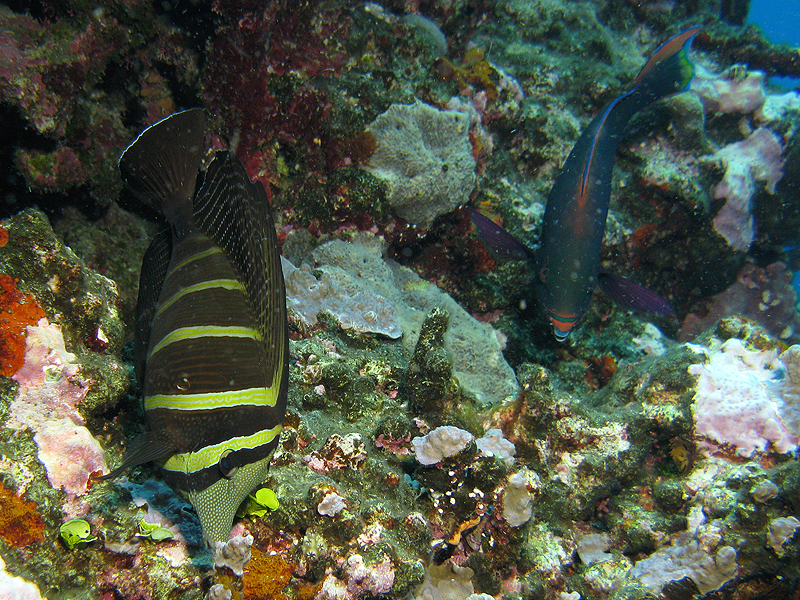 Lifou