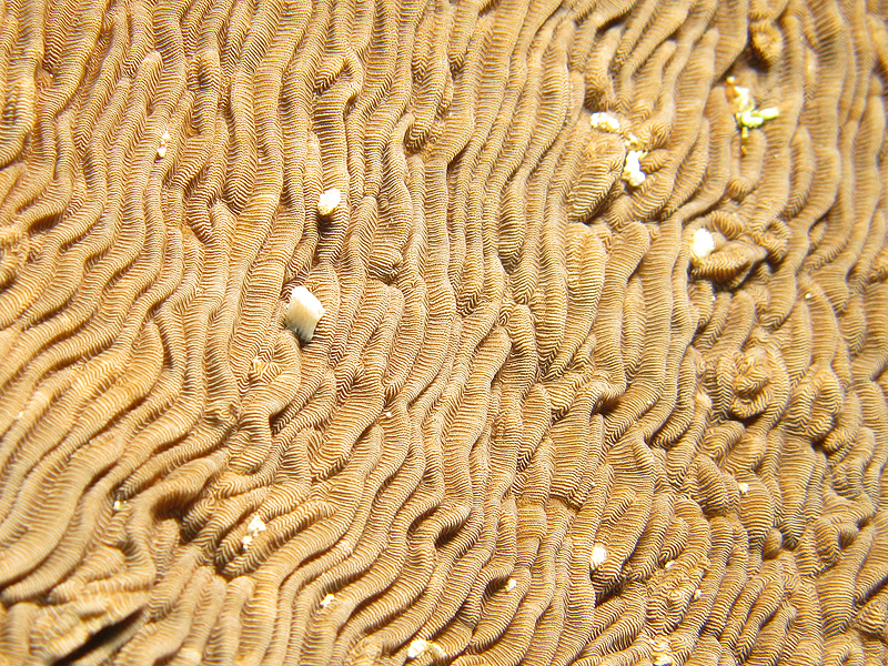 Lifou