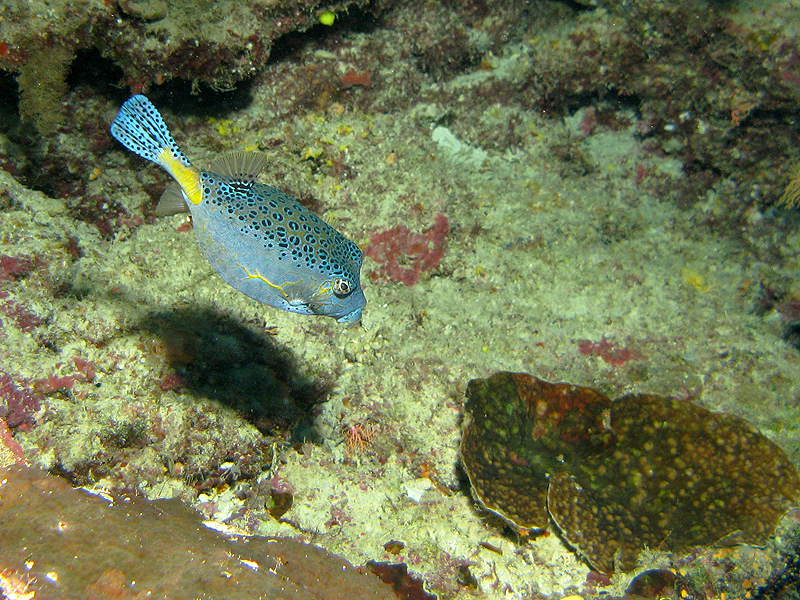 Lifou