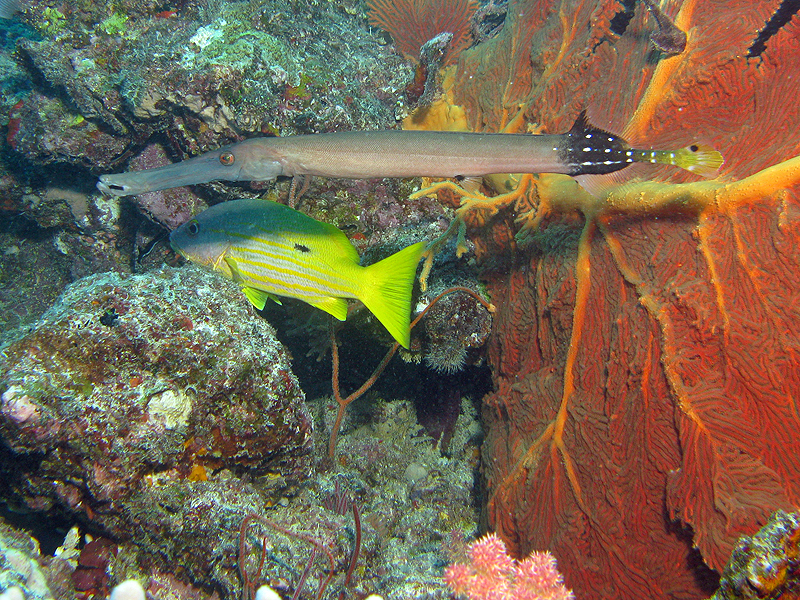 Ile des Pins