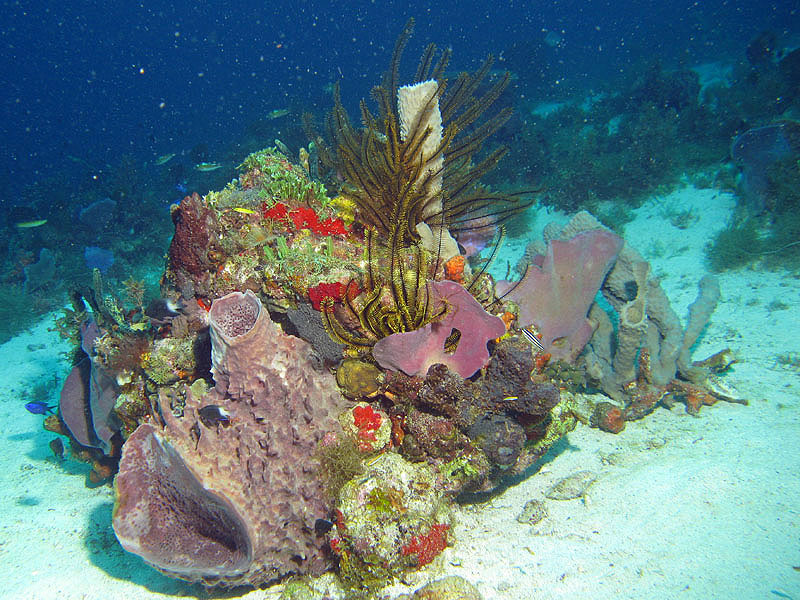 Anses d A. - Grotte aux Couleurs (pl. n° 9)