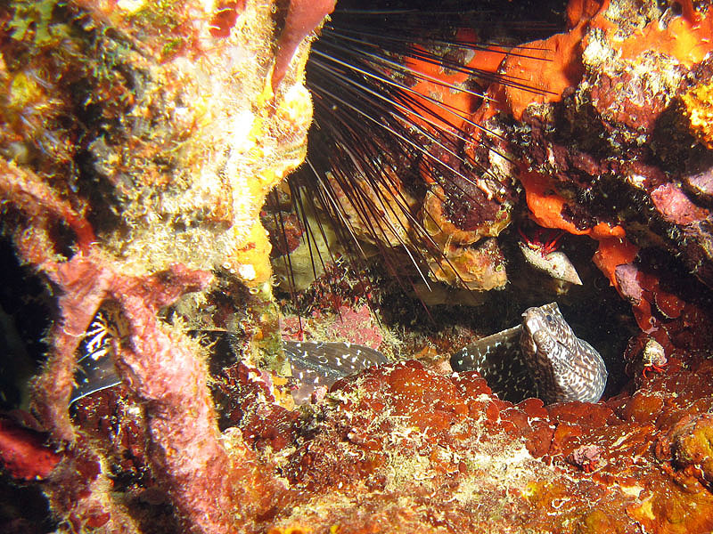 Anses d A. - Grotte aux Couleurs (pl. n° 9)