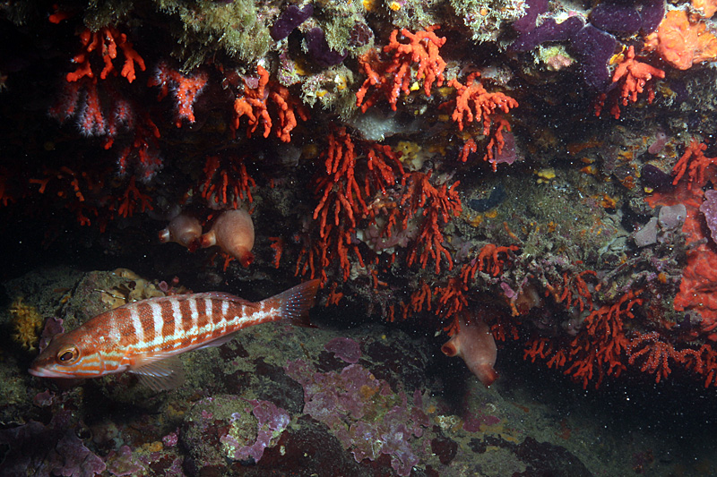 Estartit - Corail de méditerranée & serran