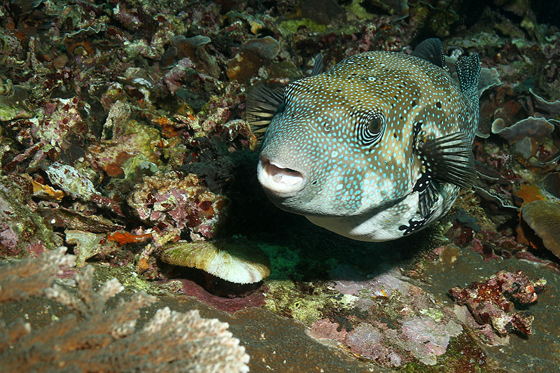 Padang Bay - [q]Gili Tepekong[q] (Pl. n° 21)