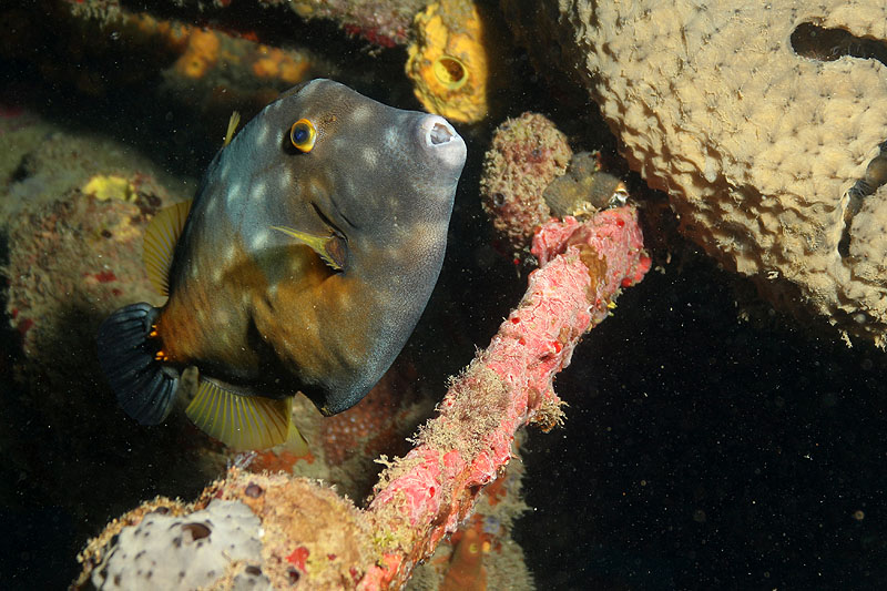 Réserve Cousteau