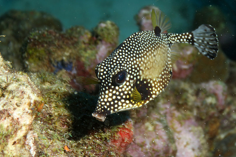 Réserve Cousteau